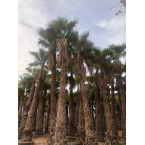 Washingtonia robusta “Mexican Fan Palm”