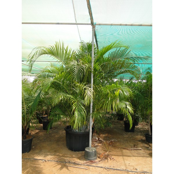 Chrysalidocarpus lutescens or Areca palm (Outdoor) فراشة النخيل