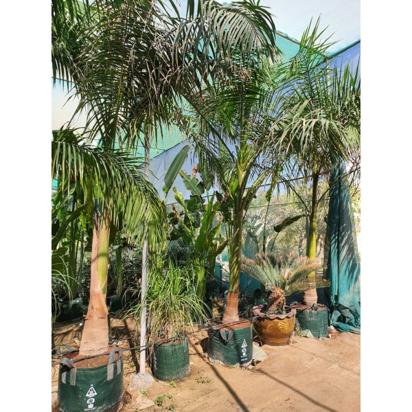 Roystonia regia “Royal Palm” النخيل الملكي