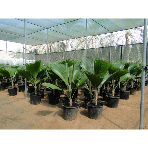 Pritchardia Pacifica Or Fiji Fan Palm 80-100cm