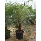 Phoenix roebelenii “Miniature date palm”