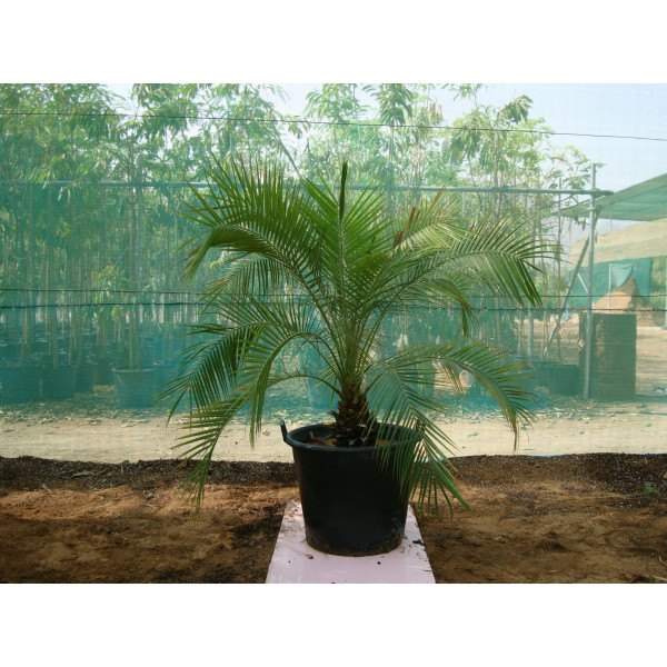 Phoenix Roebelenii “miniature Date Palm”