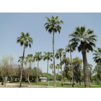 Livistona chinensis “Chinese Fan Palm or Fountain Palm”