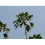 Livistona chinensis “Chinese Fan Palm or Fountain Palm”