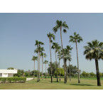 Livistona chinensis “Chinese Fan Palm or Fountain Palm”