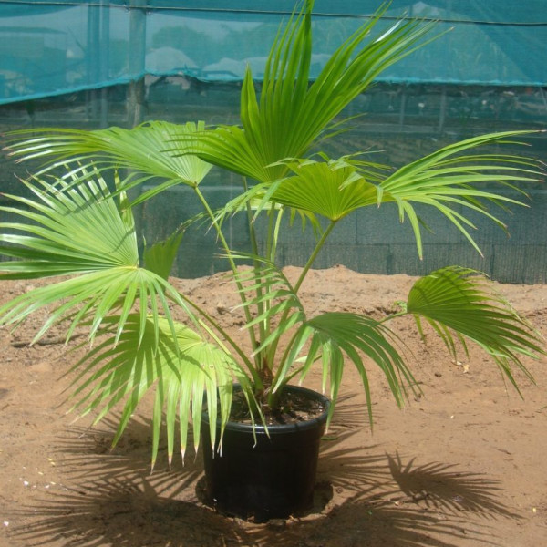 Livistona Chinensis “chinese Fan Palm Or Fount..