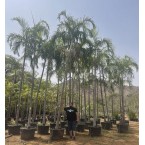 Carpentaria acuminata “Carpentaria Palm”