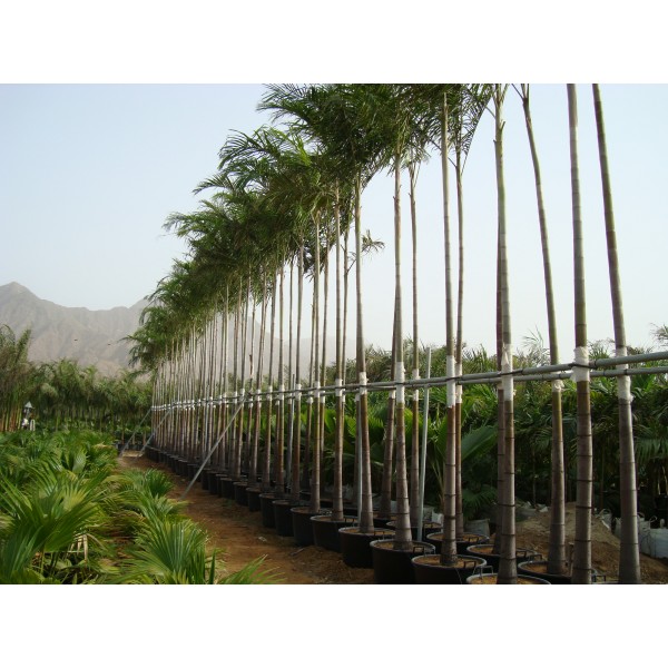 Carpentaria acuminata “Carpentaria Palm”
