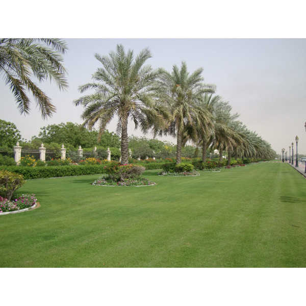 Phoenix Dactylifera “date Palm” النخلة