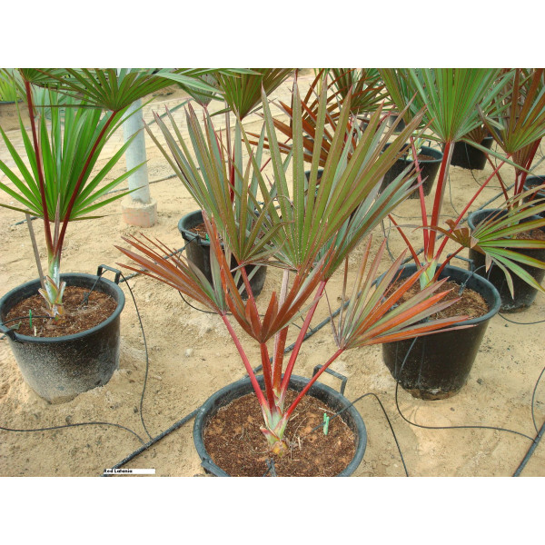 Latania lontaroides or Red Latan Palm