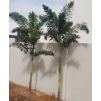 Wodyetia bifurcata “Foxtail Palm” ثعلب النخيل