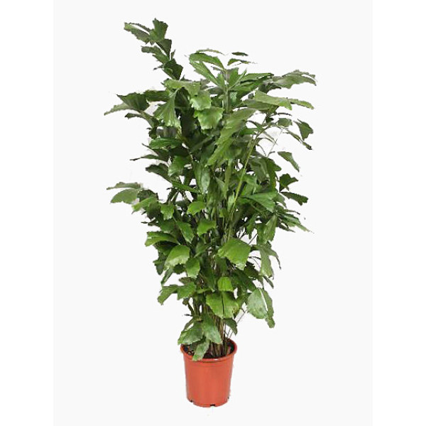 Caryota mitis “Fishtail palm” نخيل ذيل السمكة