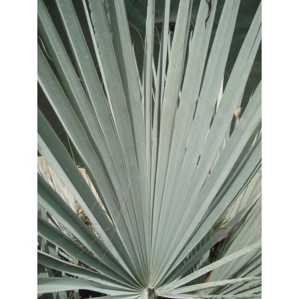 Brahea armata “Mexican Blue Palm” 80 – 100cm overall height