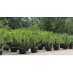 Chamaerops humilis “European Fan Palm” 1.5 – 2.0m Multi Trunk Specimen
