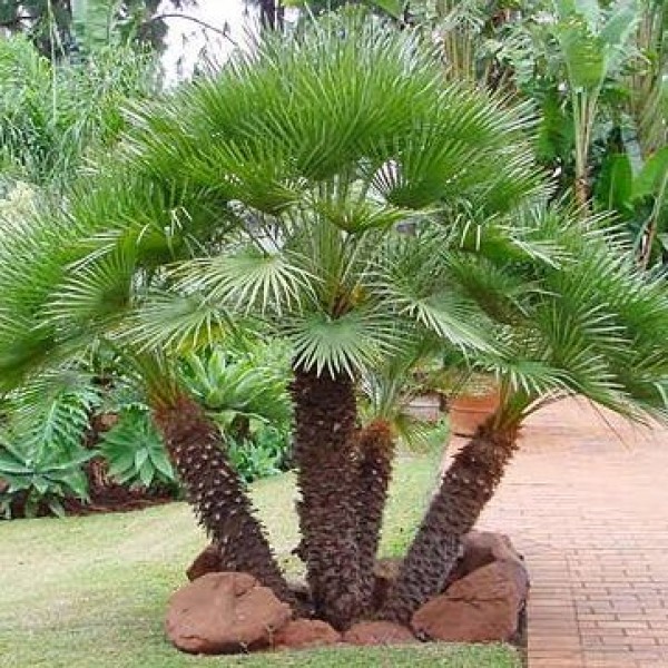 Chamaerops humilis “European Fan Palm” 1.5 – 2.0m Multi Trunk Specimen