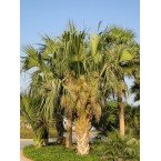 Sabal palmetto “Cabbage Palmetto, Sabal Palm, Carolina Palmetto”