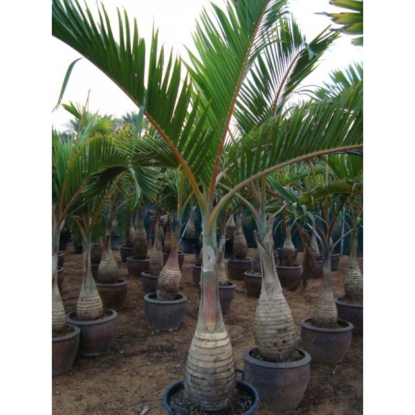 Hyophorbe lagenicaulis “Bottle Palm”