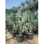 Bismarckia nobilis “Bismark Palm” بسمارك النخيل