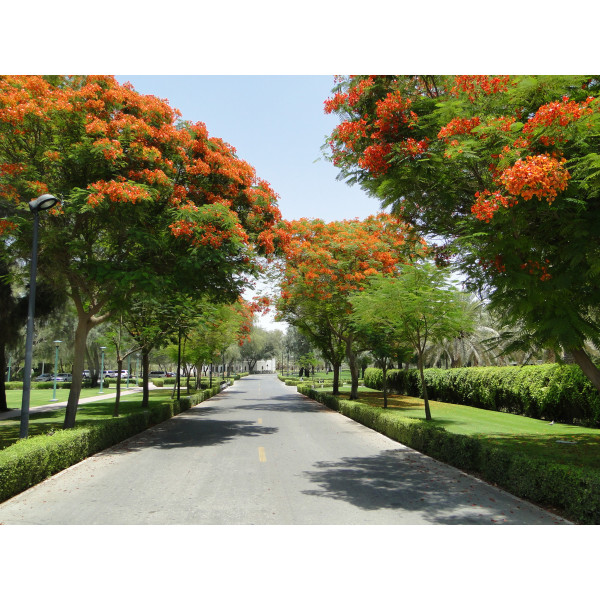 Delonix regia, Flame Tree or Royal Poinciana