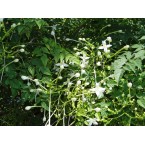 Millingtonia hortensis “Tree jasmine شجرة الياسمين or Indian cork tree”