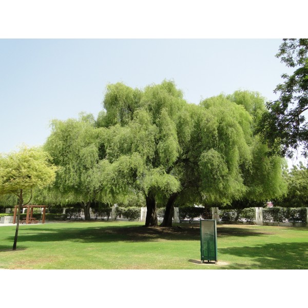 Prosopis cineraria or Ghaf Tree شجرة الغاف