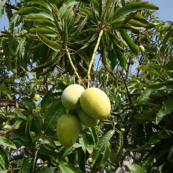 Mangifera indica Or Mango Tree شجرة المانجو