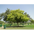 Azadirachta indica “Neem Tree”