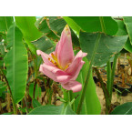 Musa paradisiaca “Banana Tree” شجرة الموز