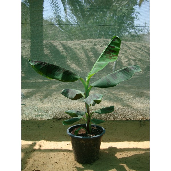 Musa paradisiaca “Banana Tree” شجرة الموز