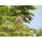 Jacaranda mimosifolia “Blue jacaranda or Black Poui”