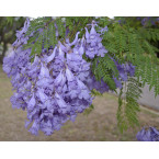 Jacaranda mimosifolia “Blue jacaranda or Black Poui”