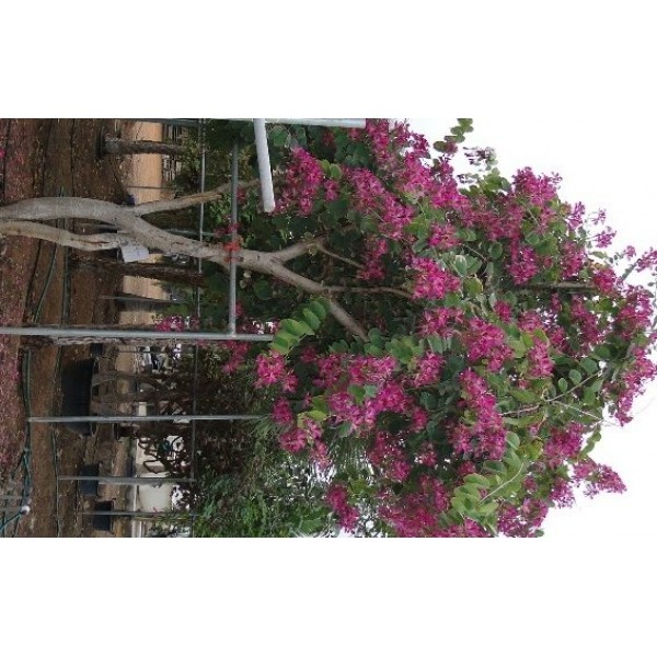 Bauhinia purpurea “Purple orchid Tree”