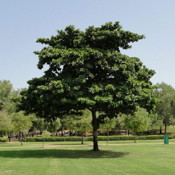 Terminalia catappa “Indian Almond Tree” شجرة اللوز الهندية
