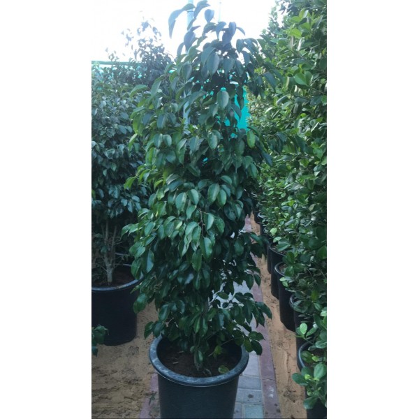 Ficus benjamina “Weeping Fig” 130-150cm