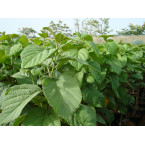 Cordia sebestena or Orange Geiger Tree