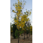Cassia fistula (Golden Shower Tree)