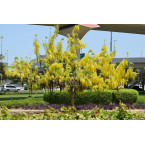 Cassia fistula (Golden Shower Tree)