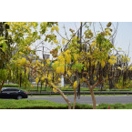 Cassia fistula (Golden Shower Tree)