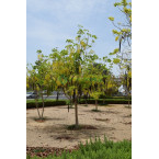 Cassia fistula (Golden Shower Tree)