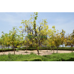 Cassia fistula (Golden Shower Tree)