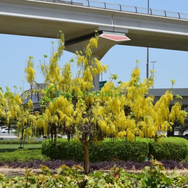 Cassia fistula (Golden Shower Tree)