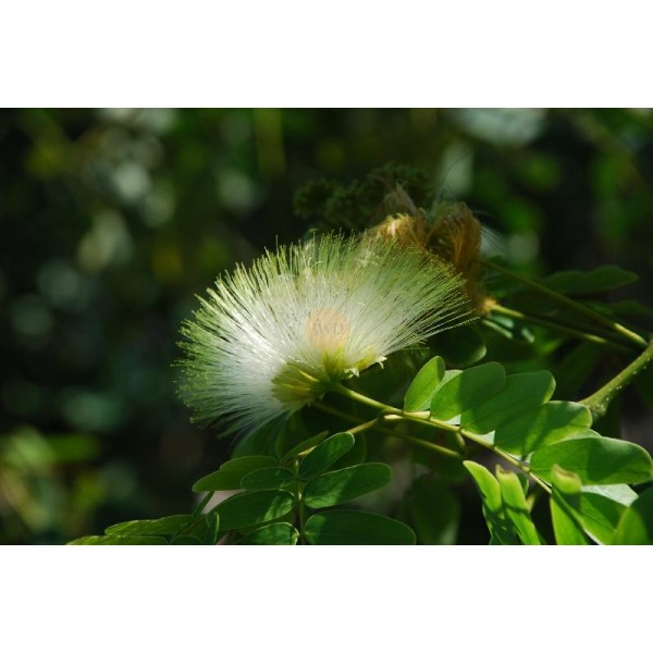Albizia lebbeck “Lebbek tree or Frywood”