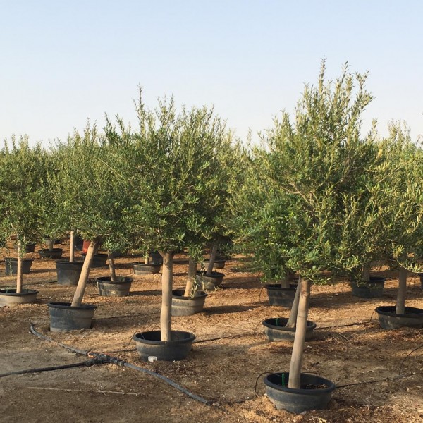 Olea europea or Mature Olive Tree 1.7m, 40-60mm Dia