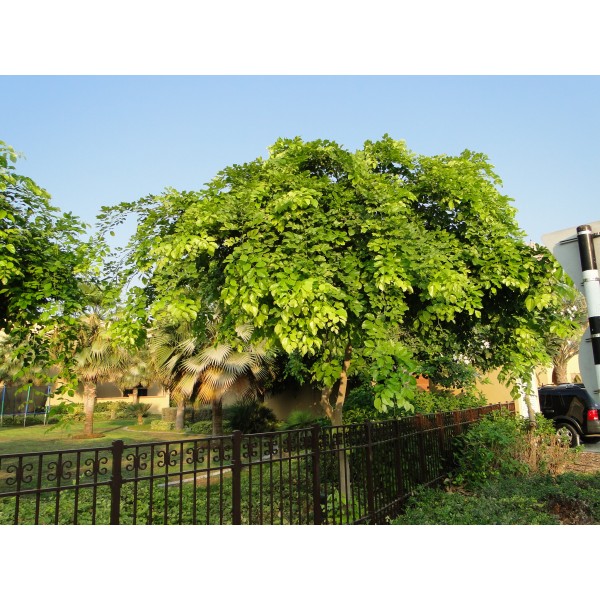 Pongamia glabra or Pongame oil Tree