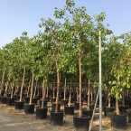 Ficus religiosa or Sacred Fig Tree