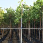 Ficus religiosa or Sacred Fig Tree