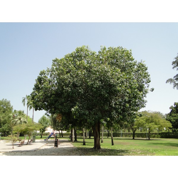 Ficus religiosa or Sacred Fig Tree