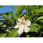 Tabebuia rosea “Rosy trumpet tree”