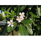 Tabebuia rosea “Rosy trumpet tree”