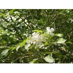 Tabebuia pentaphylla “Trumpet Tree or Pink Poui”